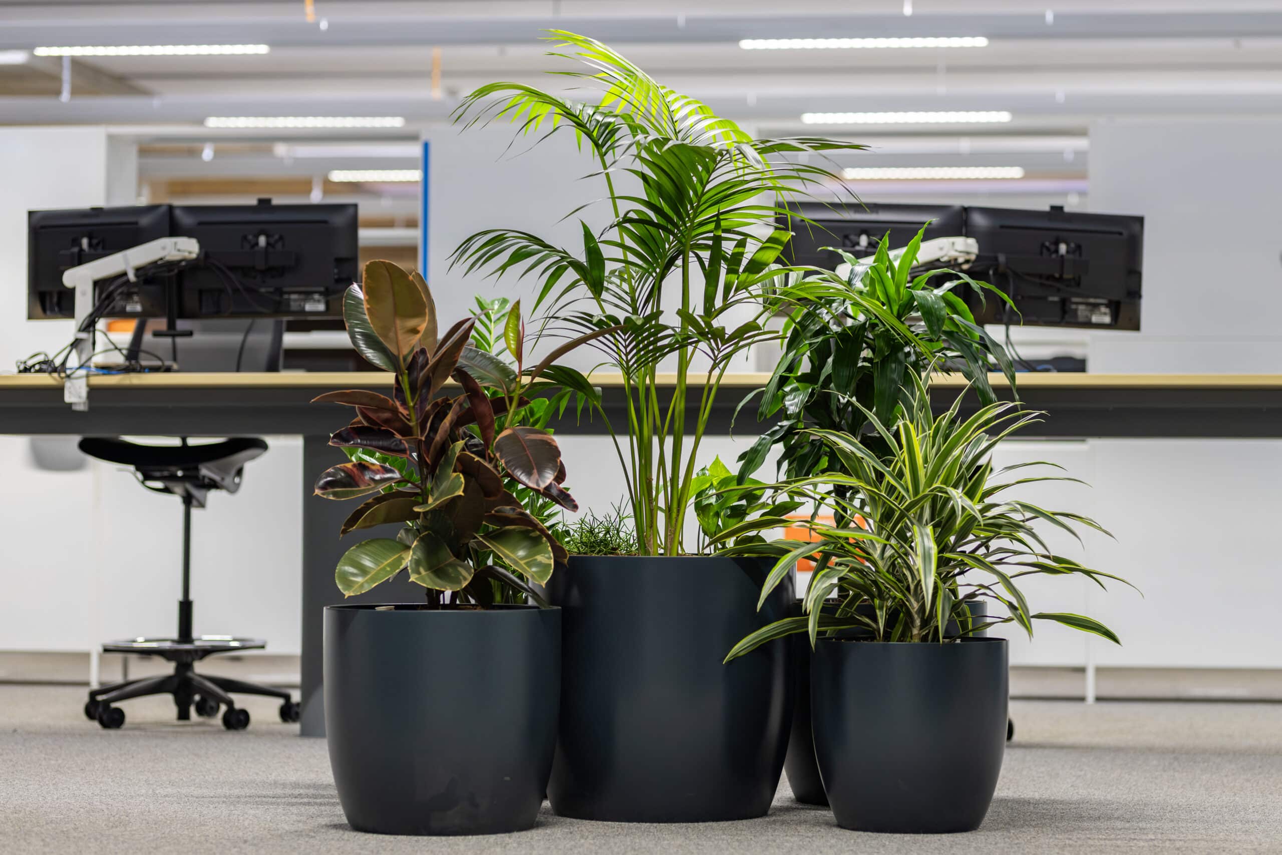 Professional Plant Hire Service