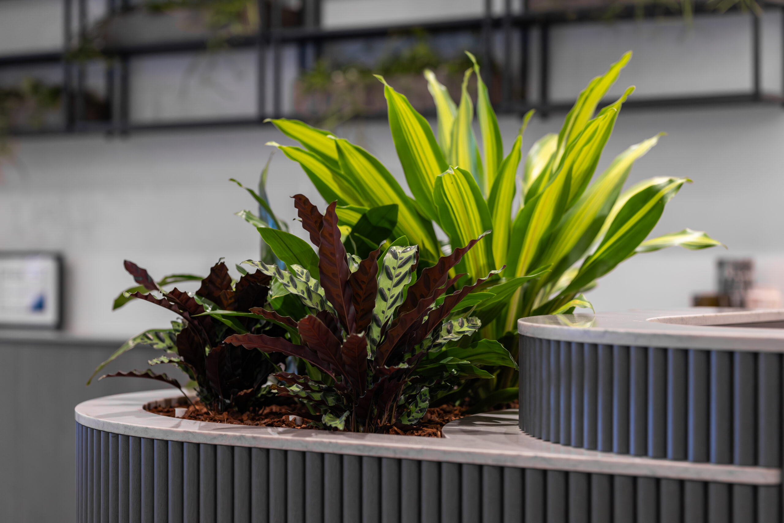 Indoor Plants in Reception Desk
