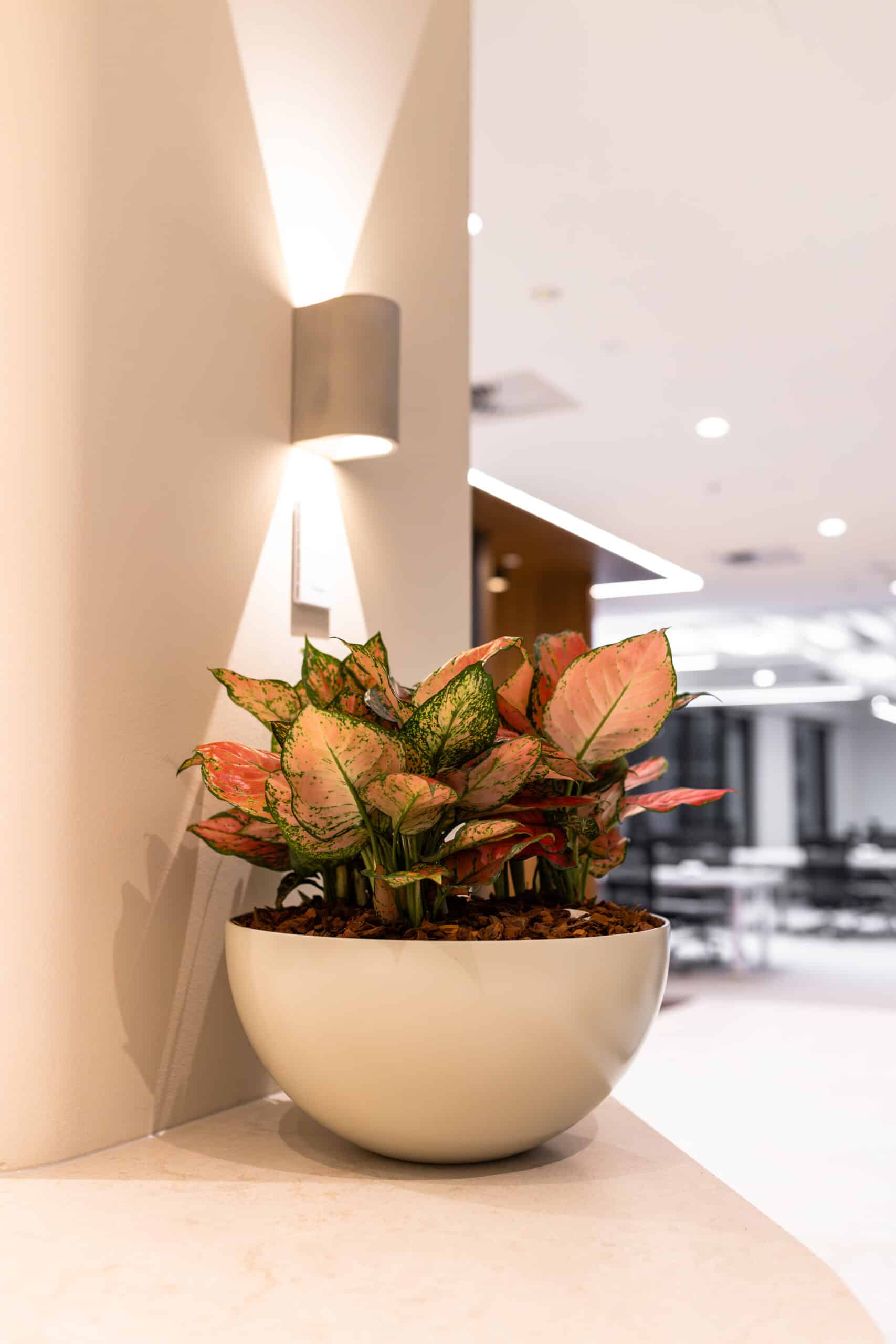 Corporate Indoor Plant Hire - Corporate Offices Workplace wellbeing