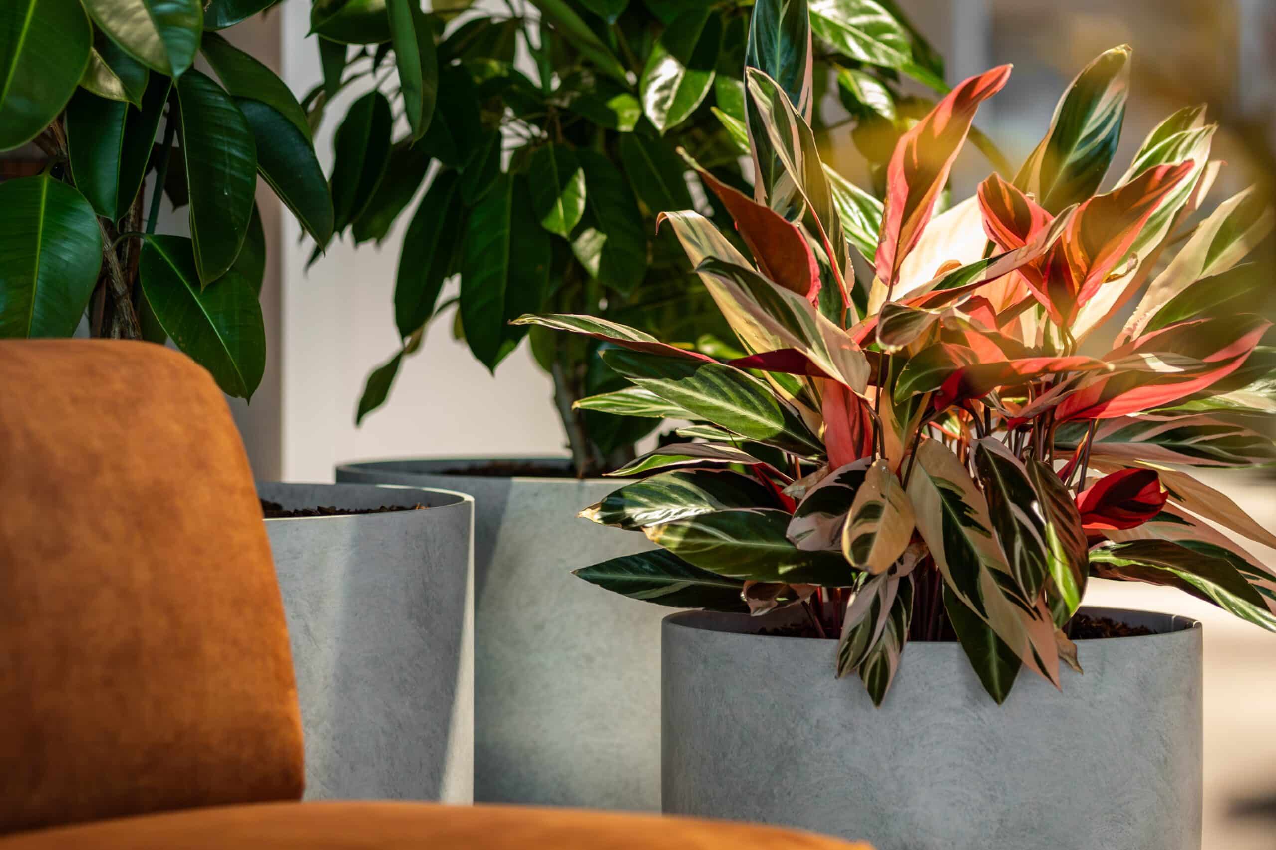 MUFG Link Group, Indoor Plant Hire Awards, Office plants, indoor plant hire,