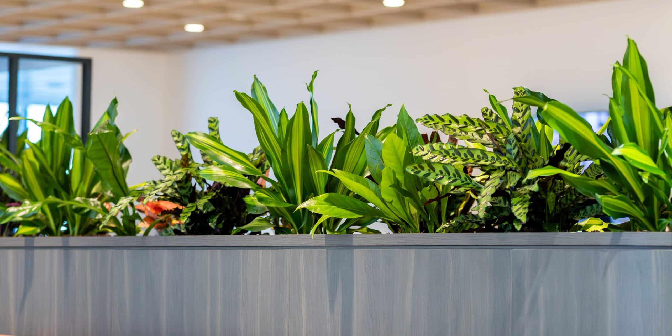 professional indoor plant hire, office plants, indoor plant hire, indoor plant hire services,