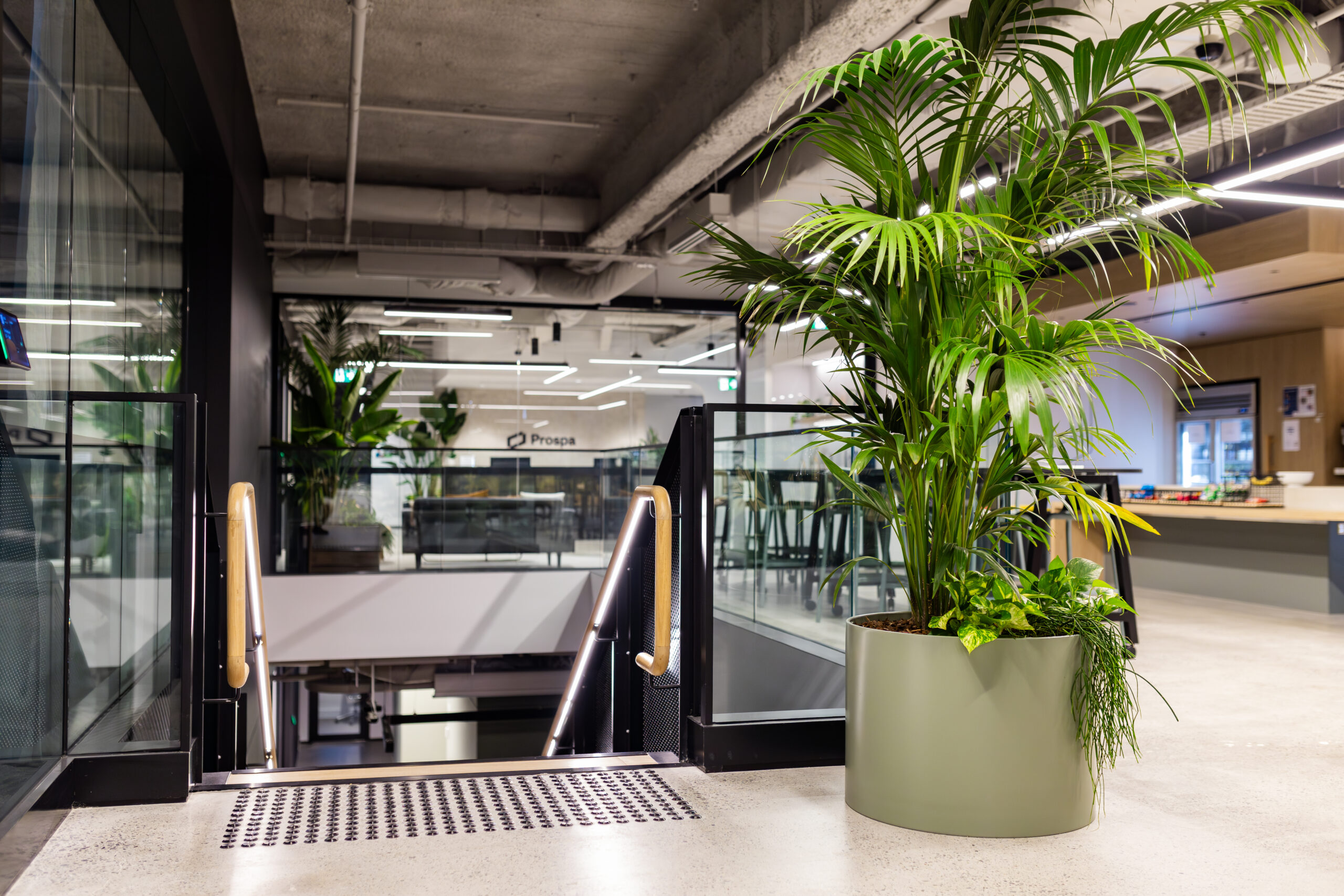 Kentia Palm in Green Design Sustainable Planter