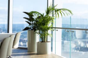 Indoor Plant Hire for Corporate Spaces