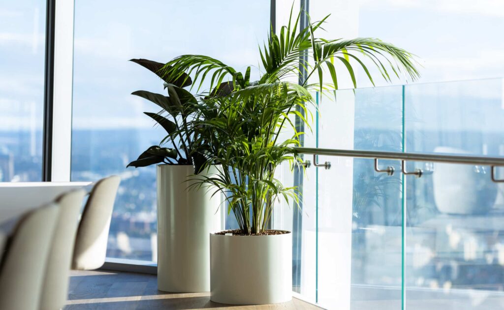 Indoor Plant Hire for Corporate Spaces