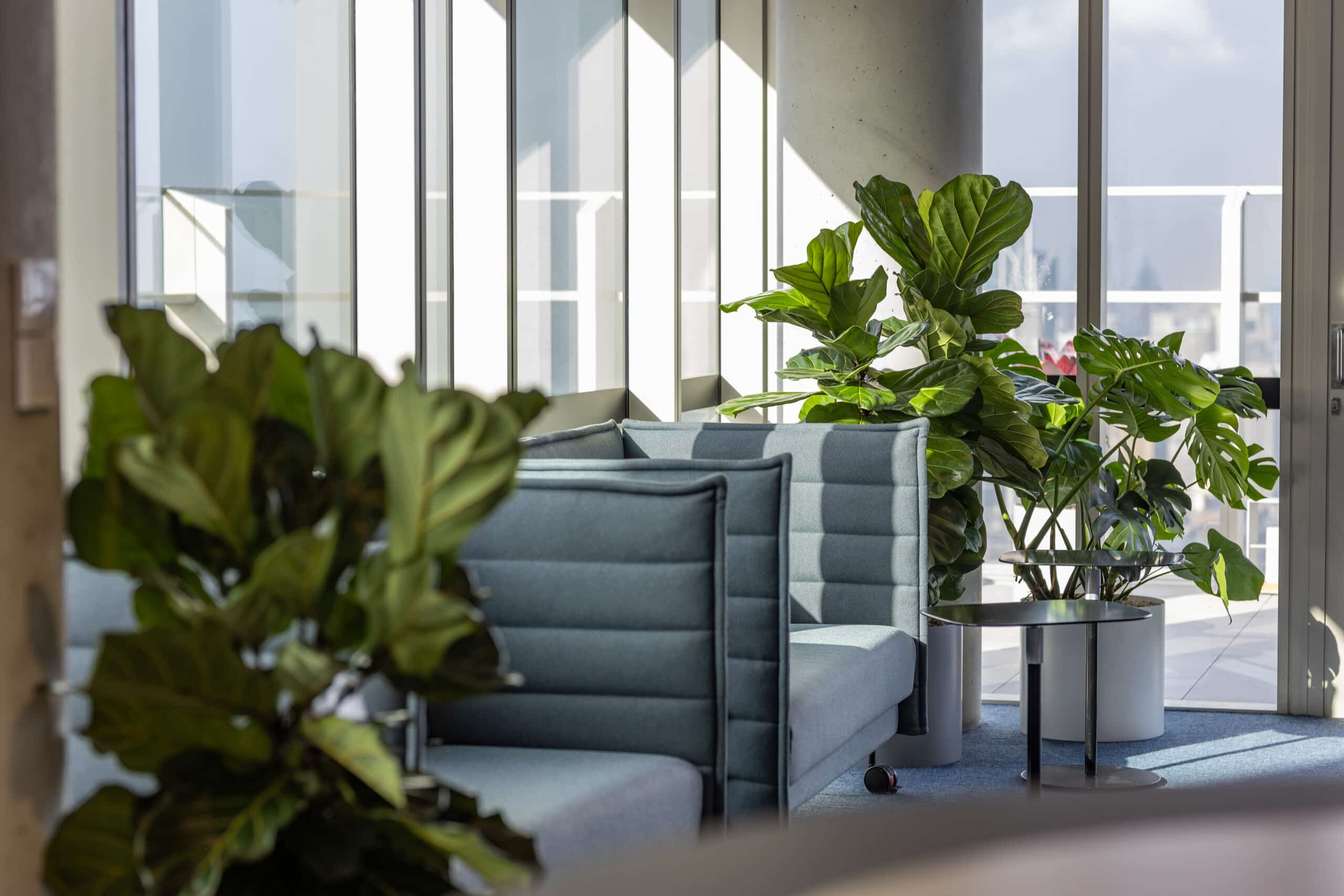Corporate Indoor Plant Hire