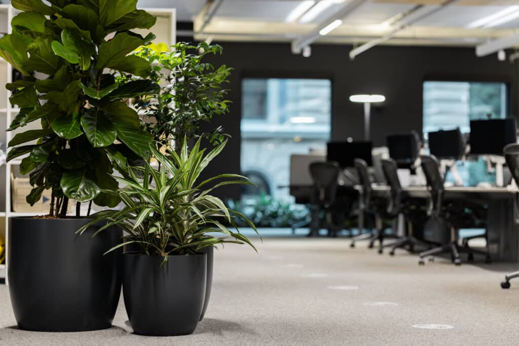 Corporate Indoor Plant Hire - Pot Cluster in Coroprate Workspace