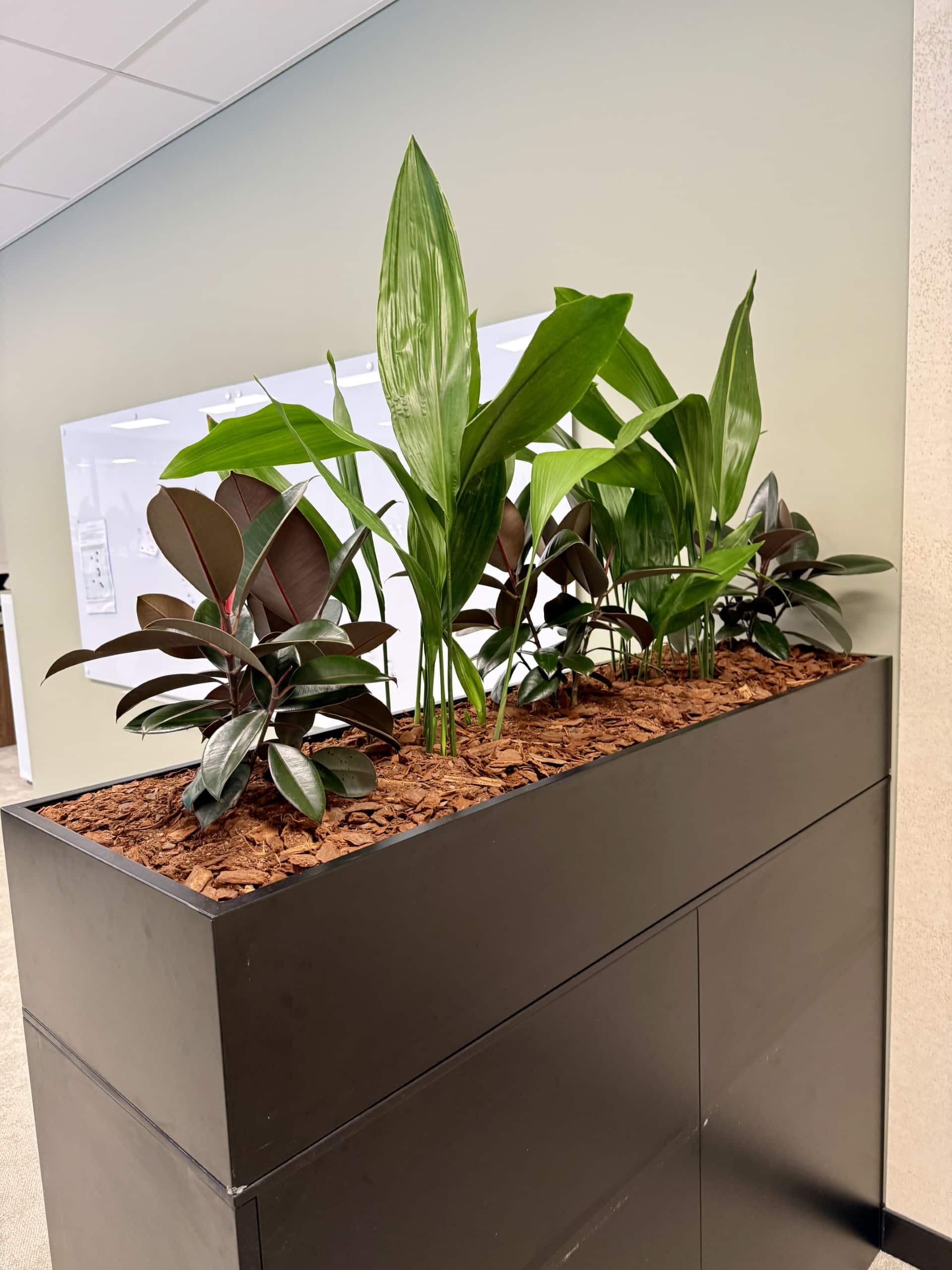 Client Tambour with Mixed Variety of Plants