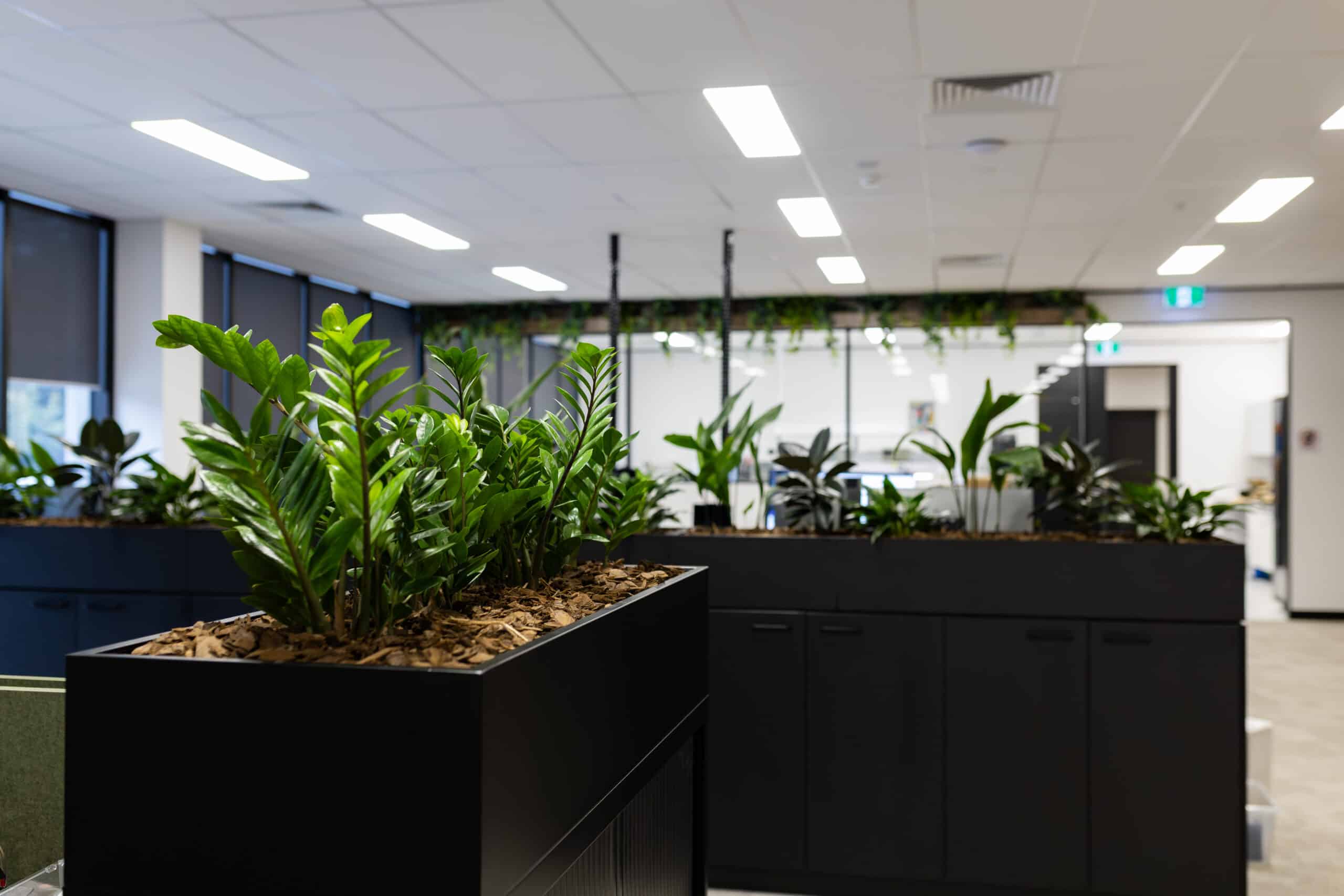 Applied Mining Technology Indoor Plant Hire Brisbane Applied Mining Technology Indoor Plant Hire Brisbane