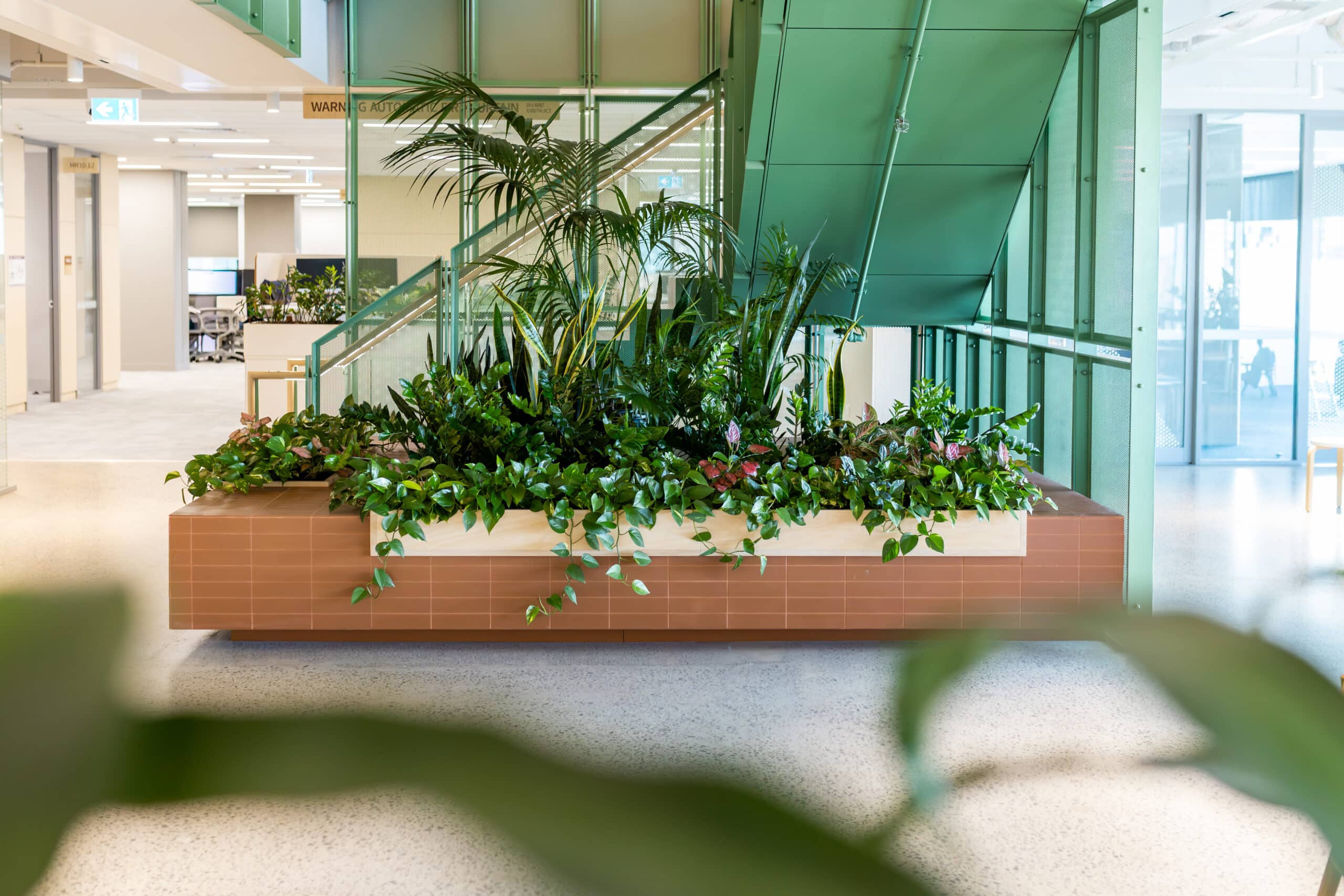 Indoor Plant Hire Brisbane