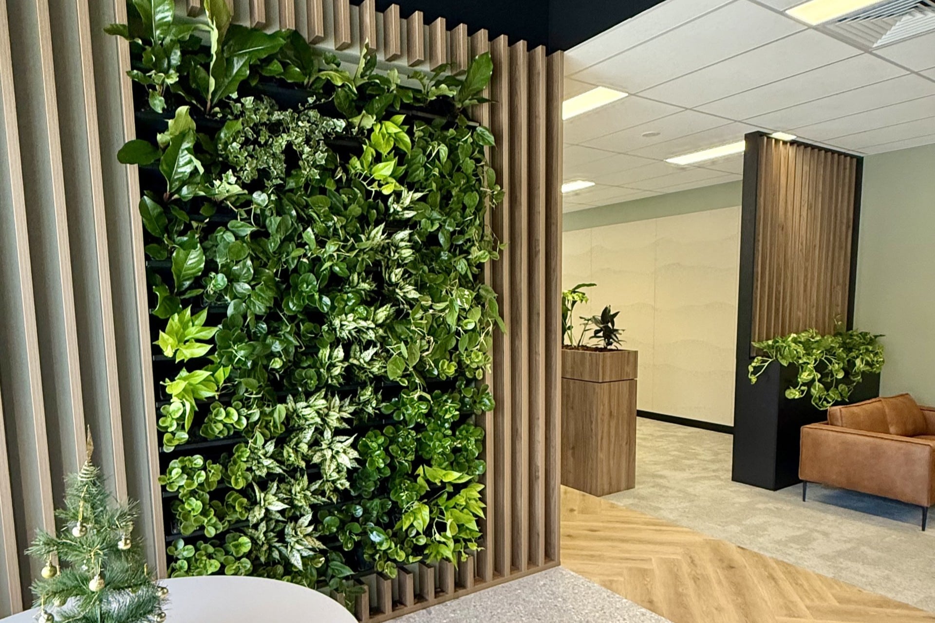 indoor plants for waiting rooms, indoor plants for reception areas, waiting room plants, reception plants, commercial indoor plants, indoor plant hire, biophilic design, reception area planting